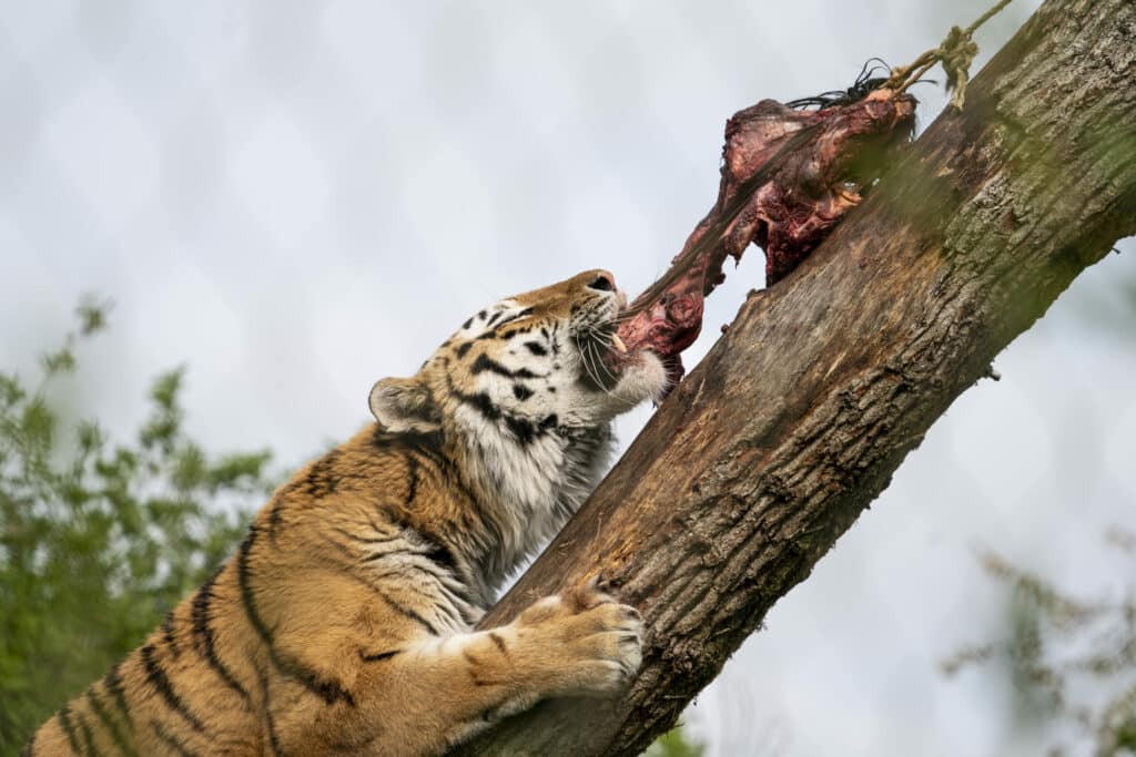 Amur Tiger Panthera Tigris Altaica Marwell Zoo Jason Brown 2