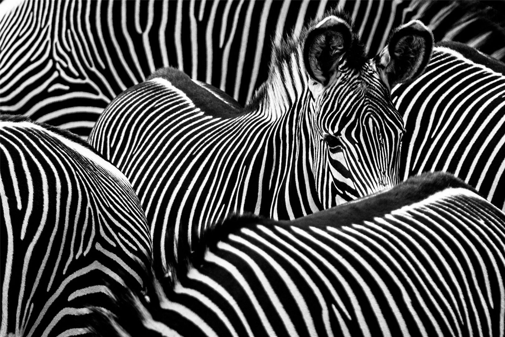 Grevys Zebra Equus Grevyi Marwell Zoo Neil Chandler