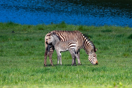 Hartmanns Mountain Zebra Equus Zebra Hartmannae Marwell Zoo 4