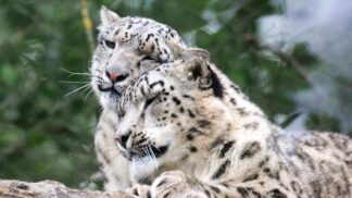 Zaya and Warjun the snow leopards at Marwell Zoo