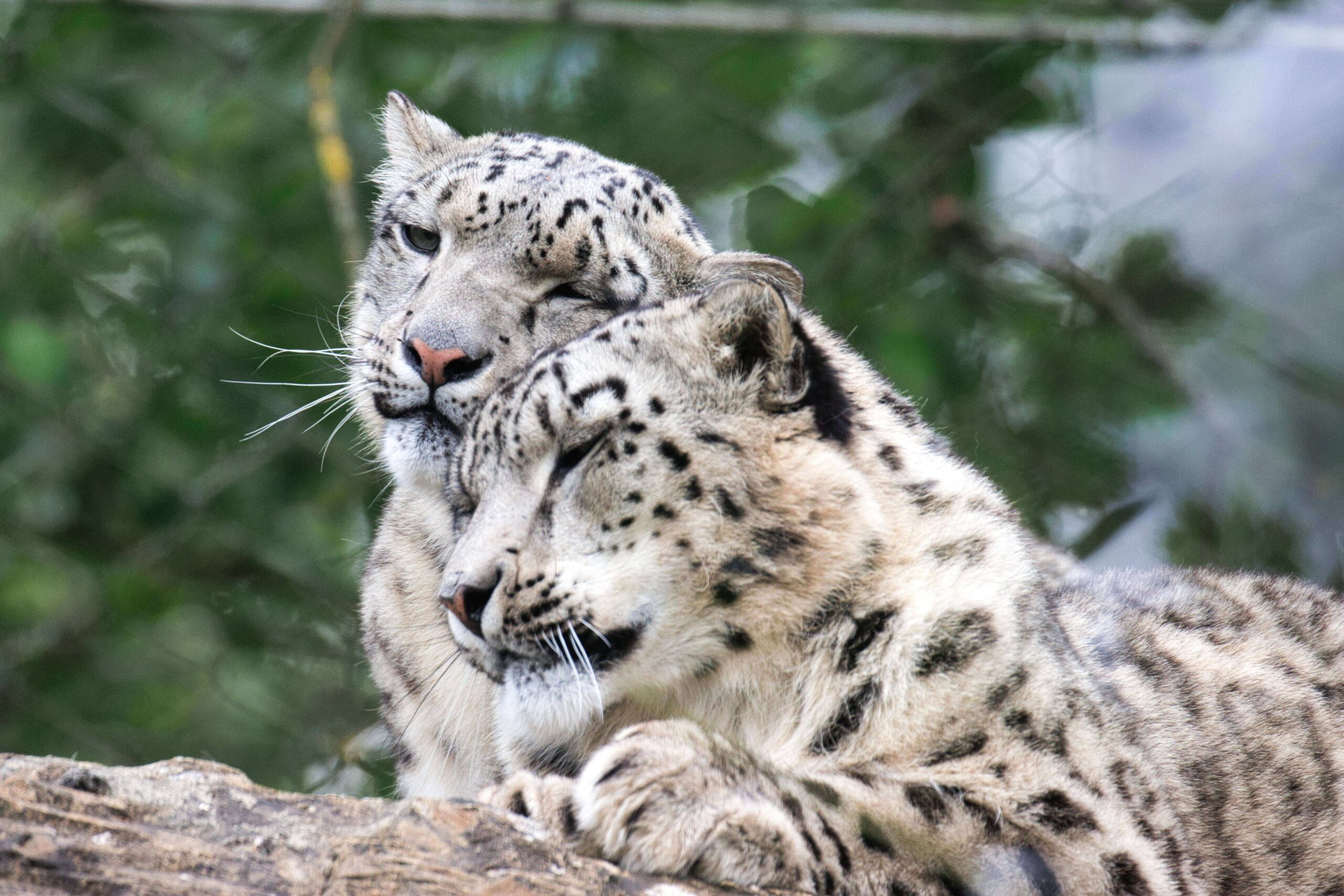 Zaya and Warjun the snow leopards at Marwell Zoo