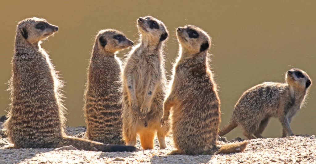 Meerkat Suricata Suricatta Marwell Zoo Homepage