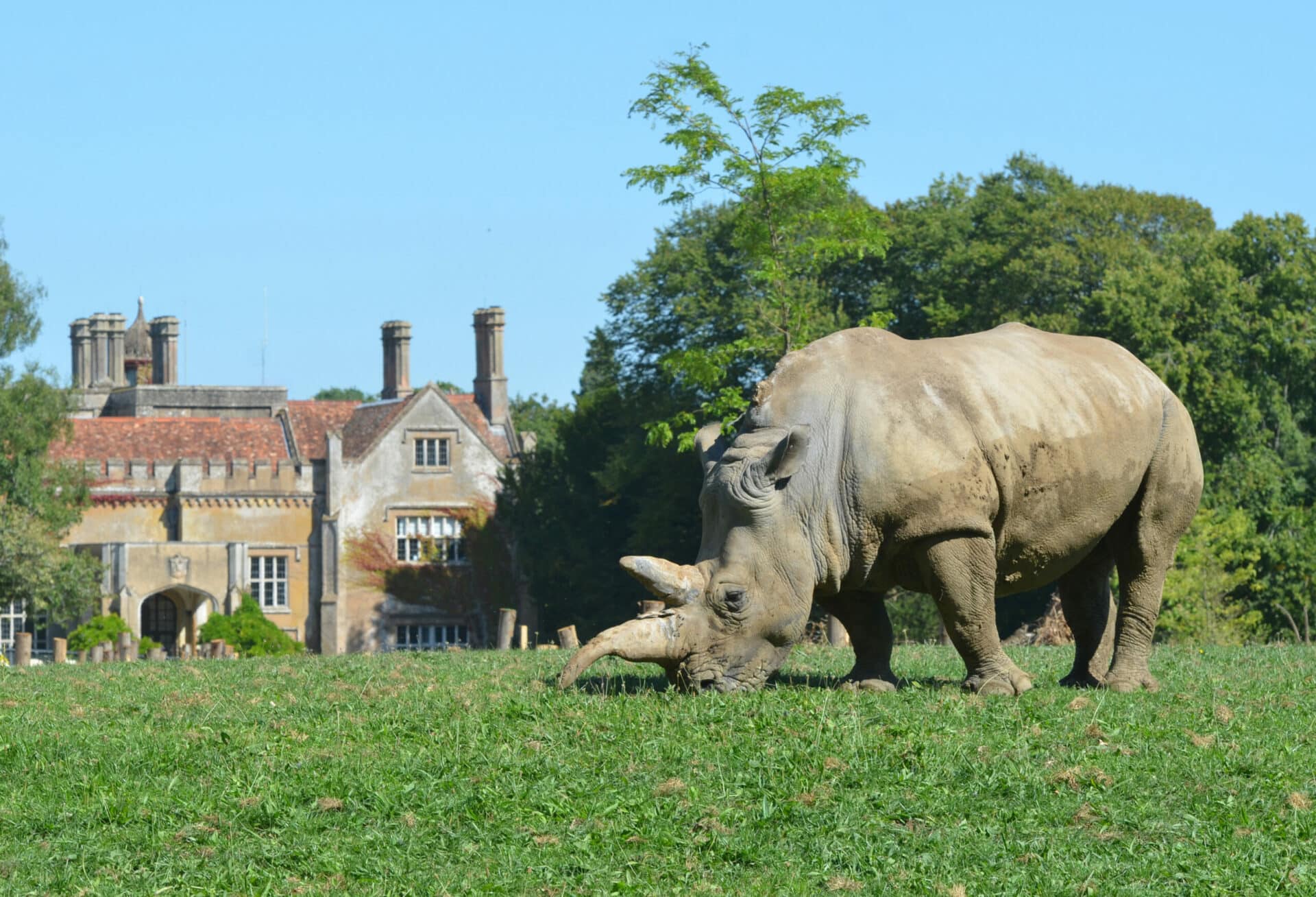 Photography Competition Credit Richard Beaman White Rhino Outside Marwell Hall