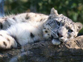 Snow leopard laying in sun at Marwell Zoo