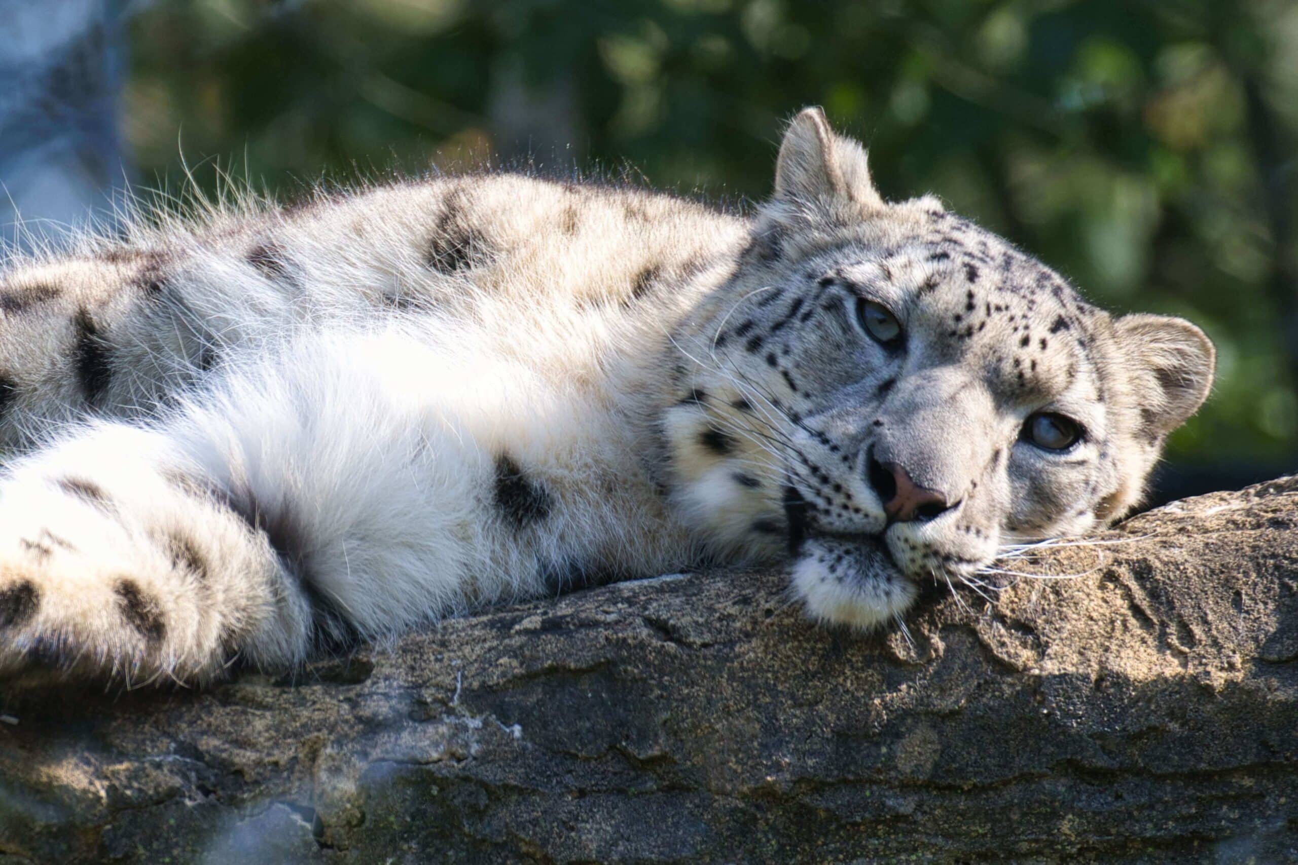 Snow leopard laying in sun at Marwell Zoo