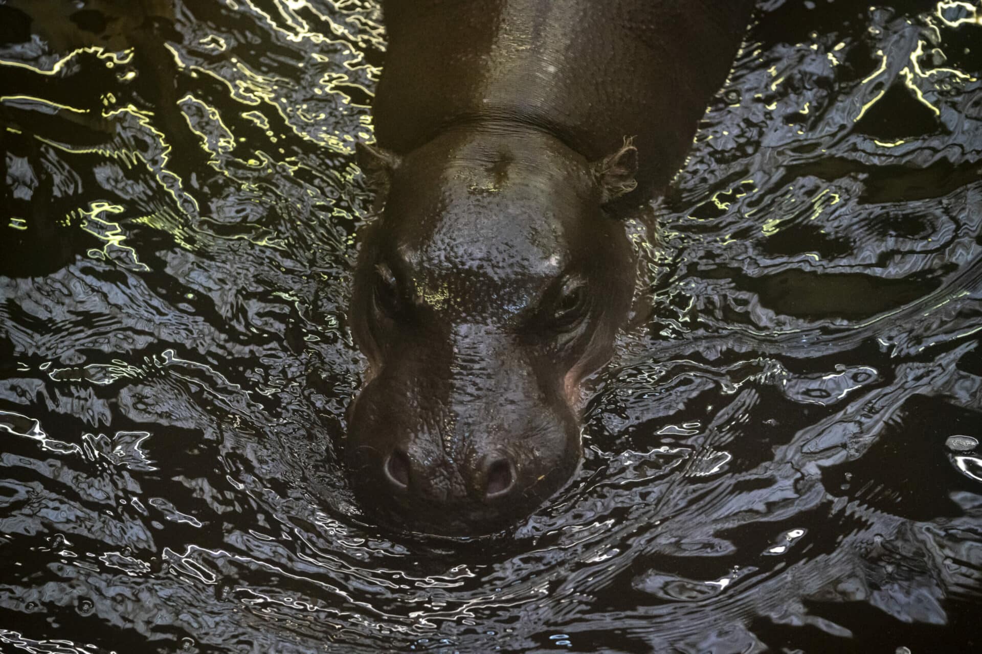 Pygmy Hippopotamus Choeropsis Liberiensis Marwell Zoo Jason Brown