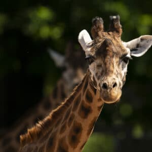 Rothschilds Giraffe Giraffa Camelopardalis Rothschildi Marwell Zoo Jason Brown 2