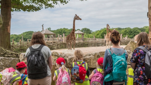 Rothschilds Giraffe Giraffa Camelopardalis Rothschildi Marwell Zoo School Group