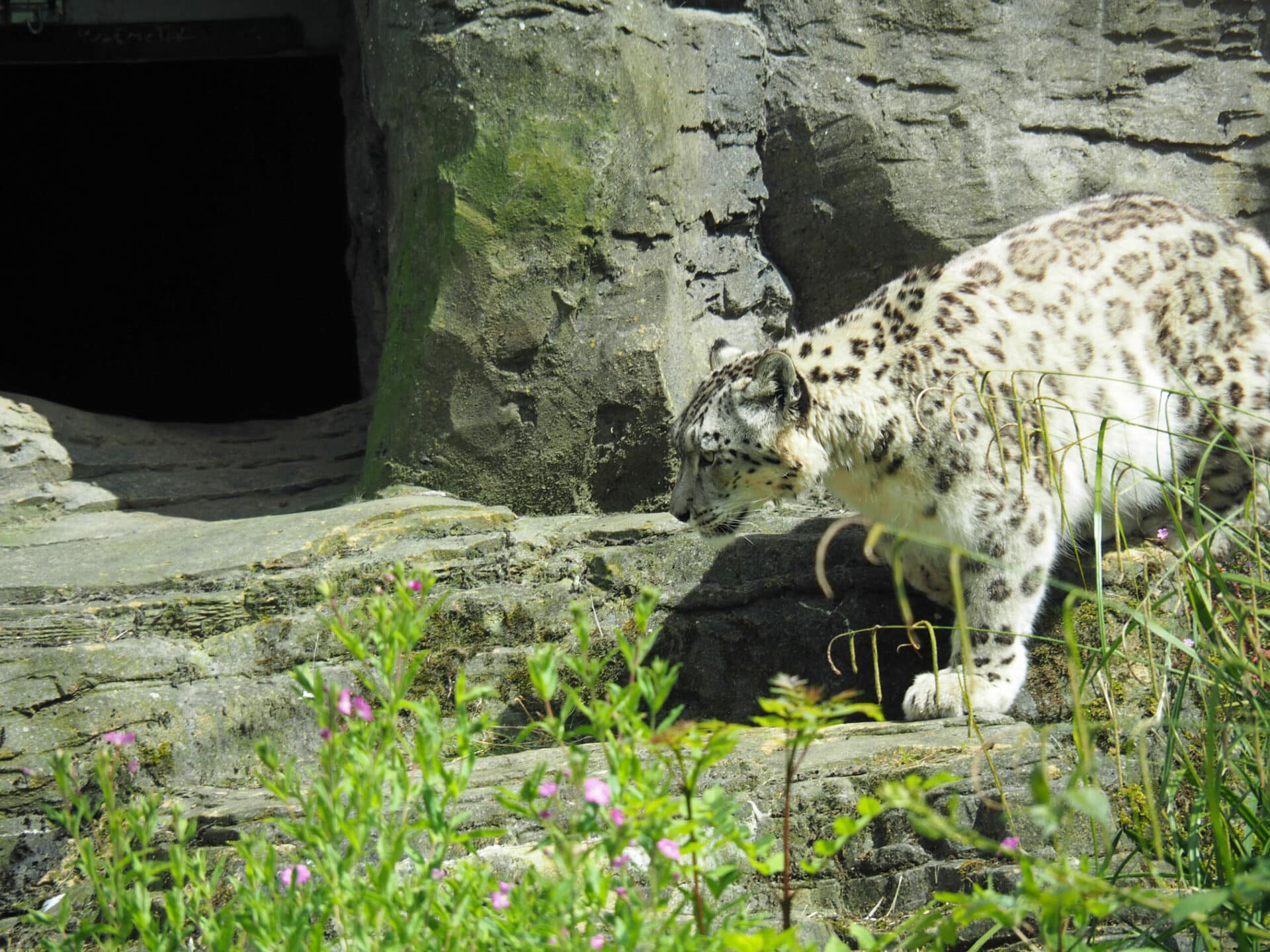 Snow Leopard Panthera Uncia Marwell Zoo 10