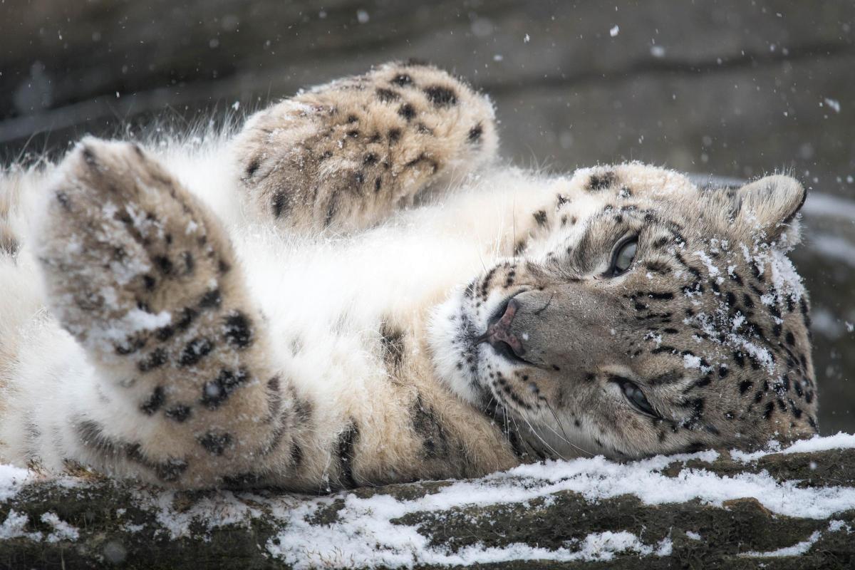 Snow Leopard Panthera Uncia Marwell Zoo 13