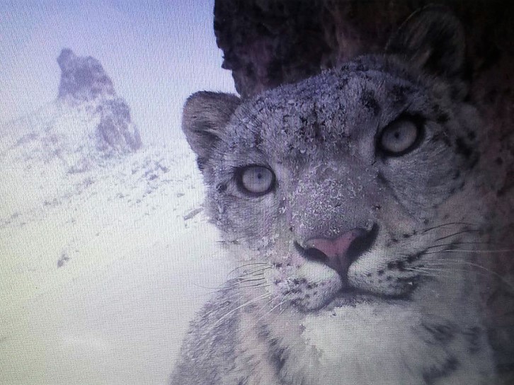 Snow Leopard Panthera Uncia Marwell Zoo 5