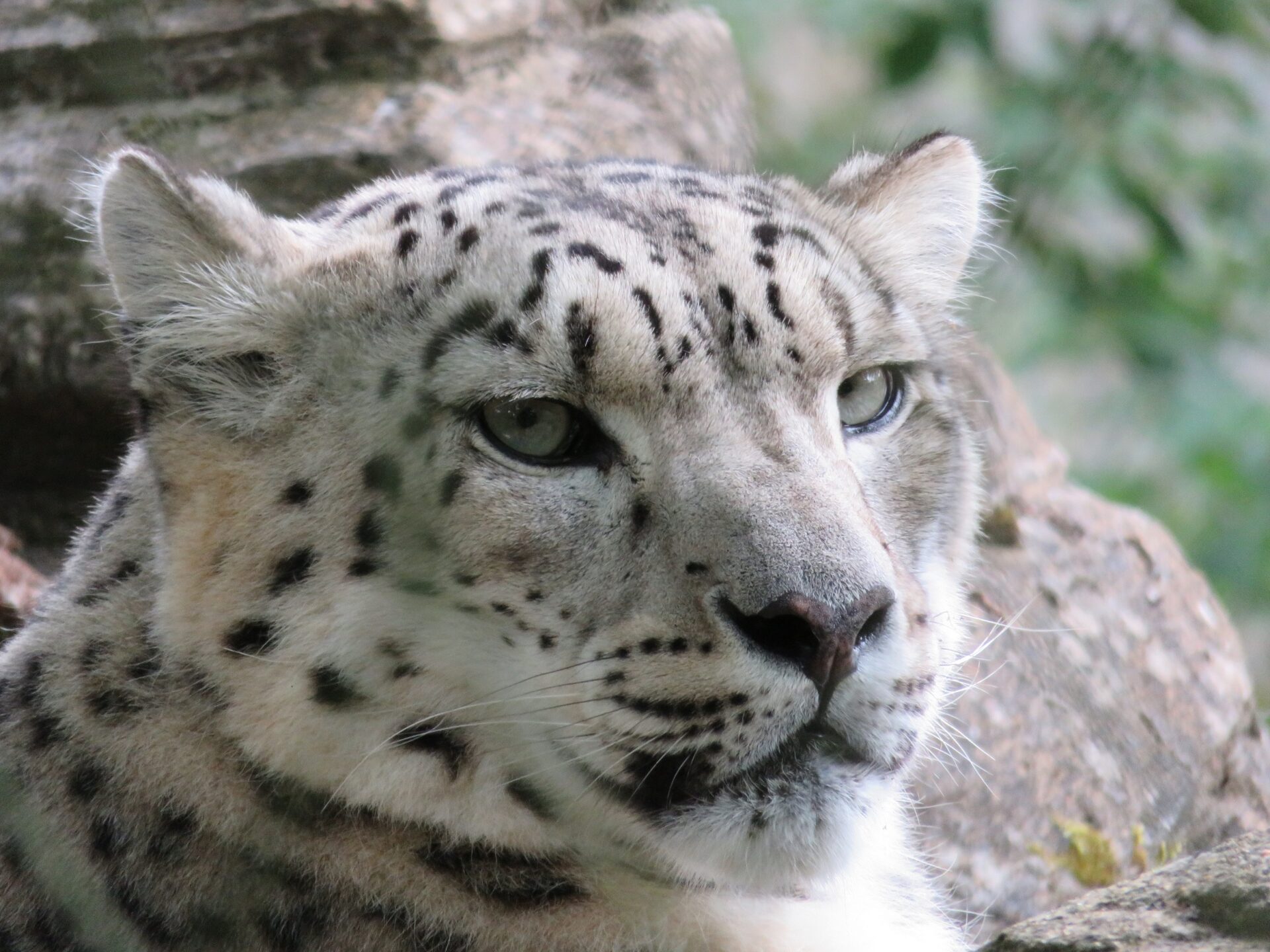 Snow Leopard Panthera Uncia Marwell Zoo 6