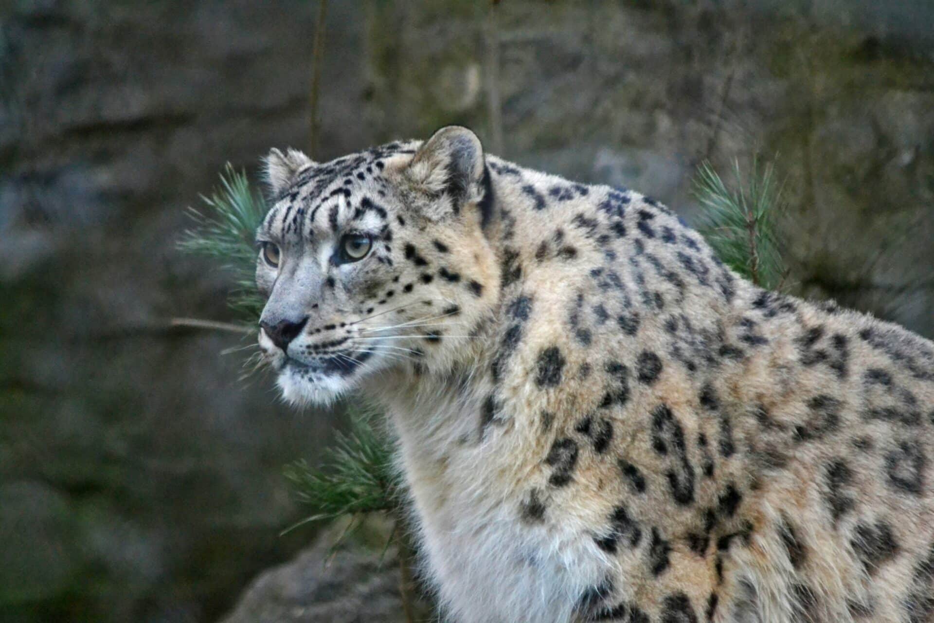 Snow Leopard Panthera Uncia Marwell Zoo 7