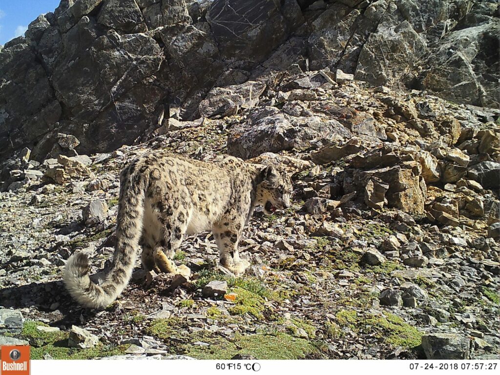 Snow Leopard Panthera Uncia Marwell Zoo Camera