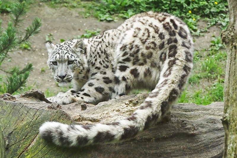 Snow Leopard Panthera Uncia Marwell Zoo Camera 3