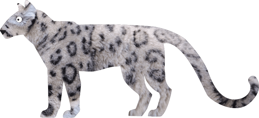 Snow Leopard Panthera Uncia Marwell Zoo Cartoon