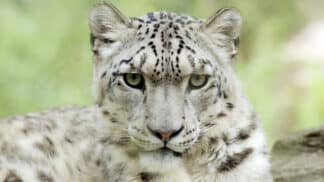 Snow Leopard Panthera Uncia Marwell Zoo Directory 3