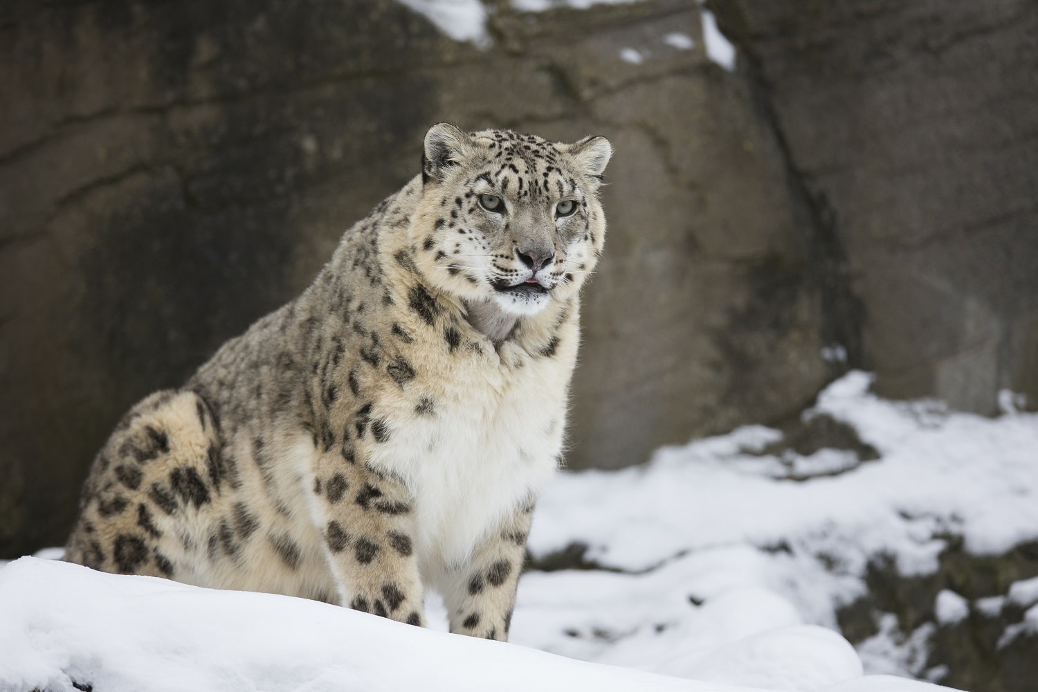 Snow Leopard Panthera Uncia Marwell Zoo Jason Brown In Snow