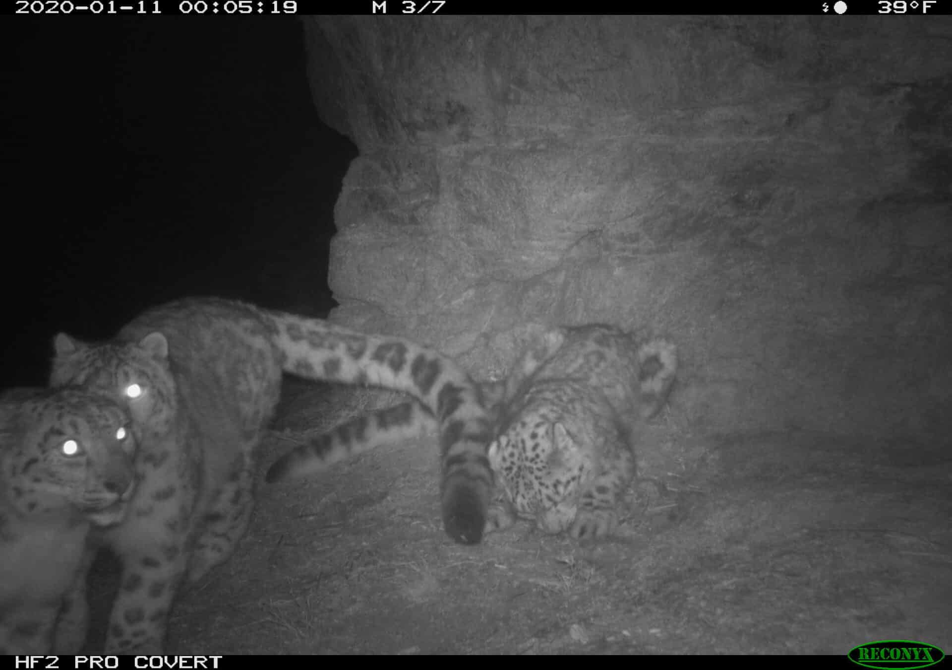 Snow Leopard Panthera Uncia Marwell Zoo Kazakhstan 1