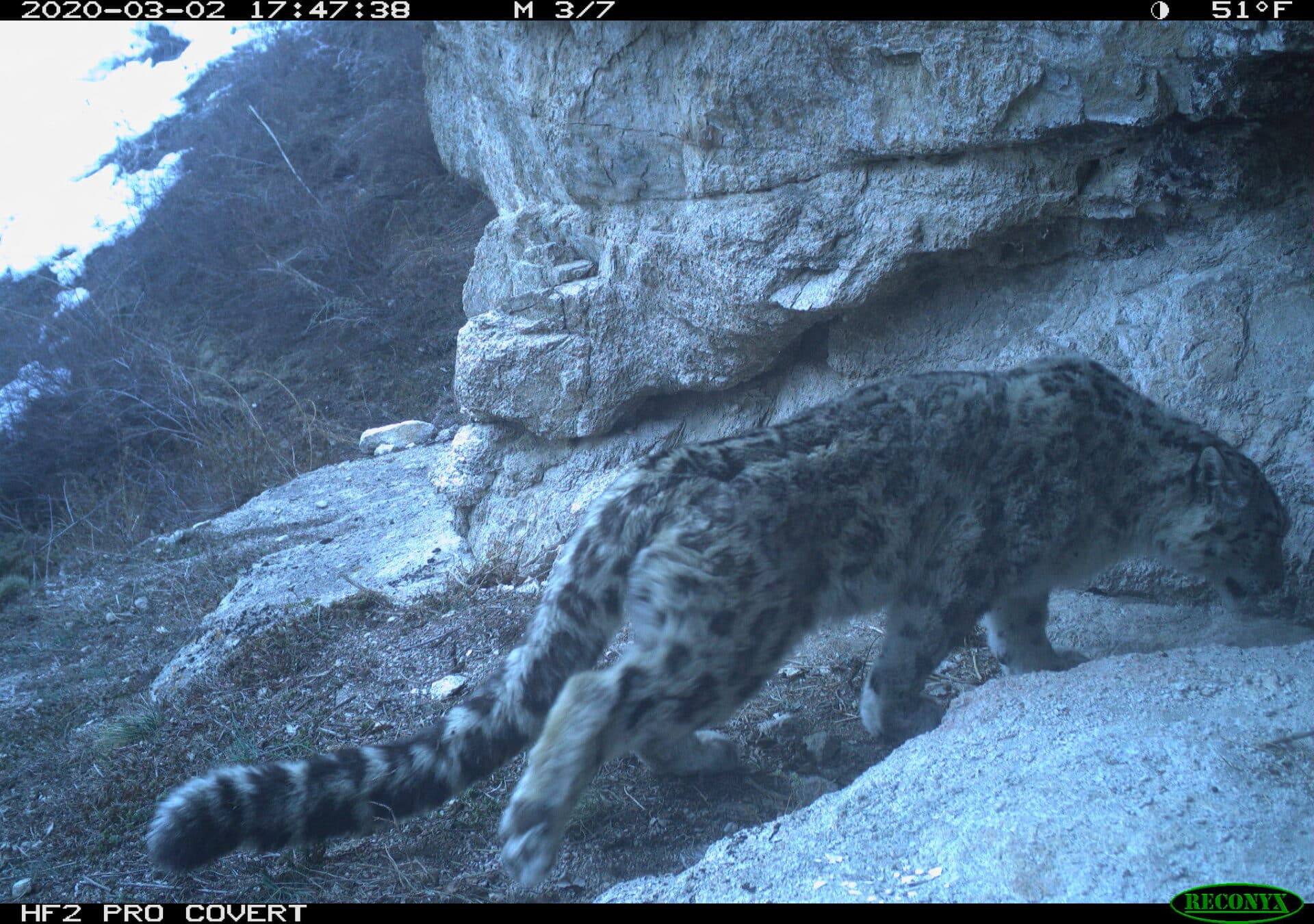 Snow Leopard Panthera Uncia Marwell Zoo Kazakhstan 2