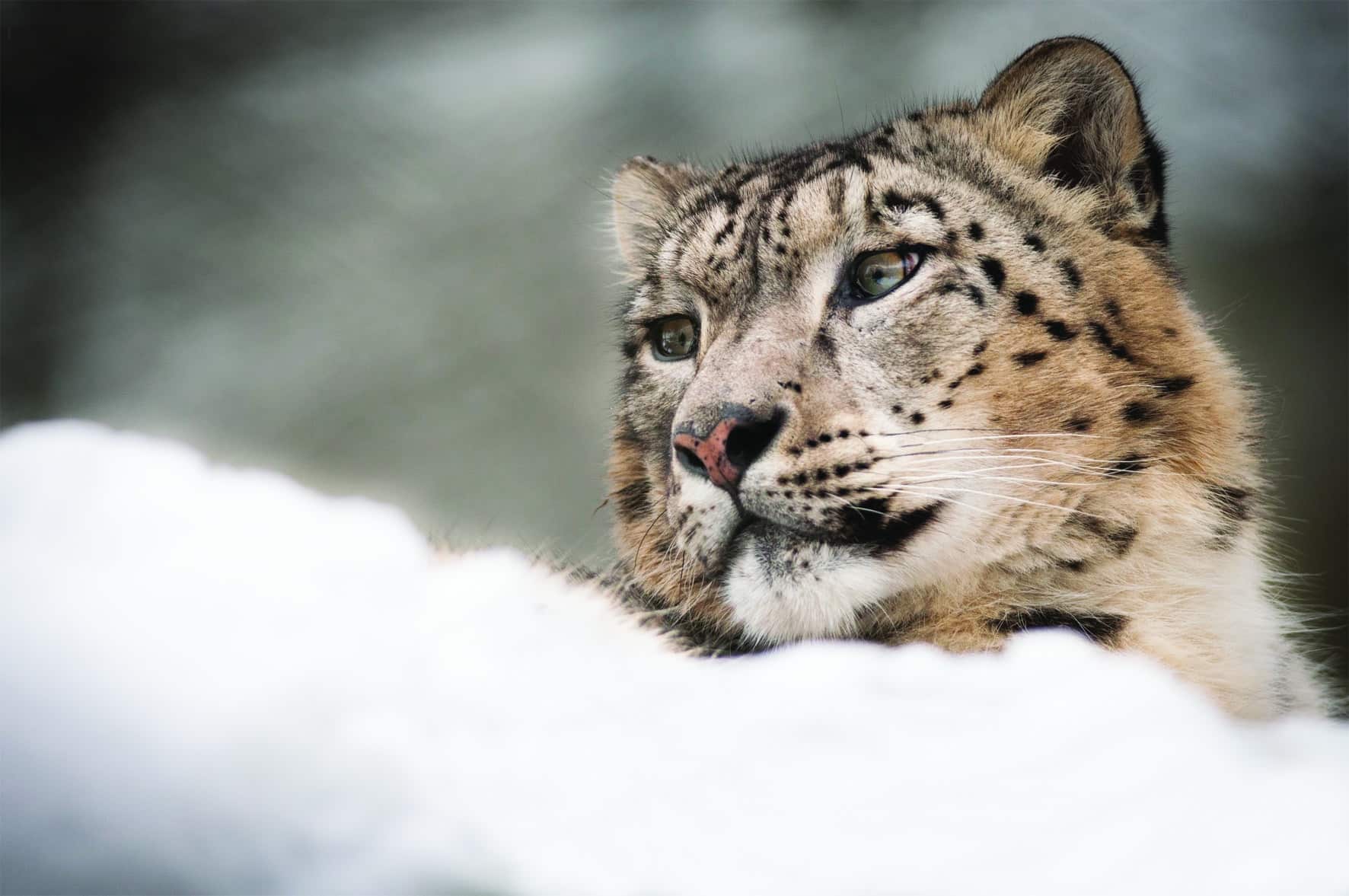 Snow Leopard Panthera Uncia Marwell Zoo Laurie Brailey Med