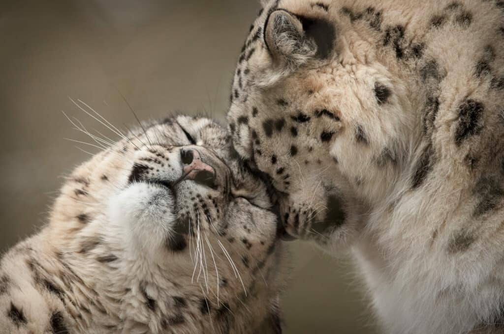 Snow Leopard Panthera Uncia Marwell Zoo Scaled
