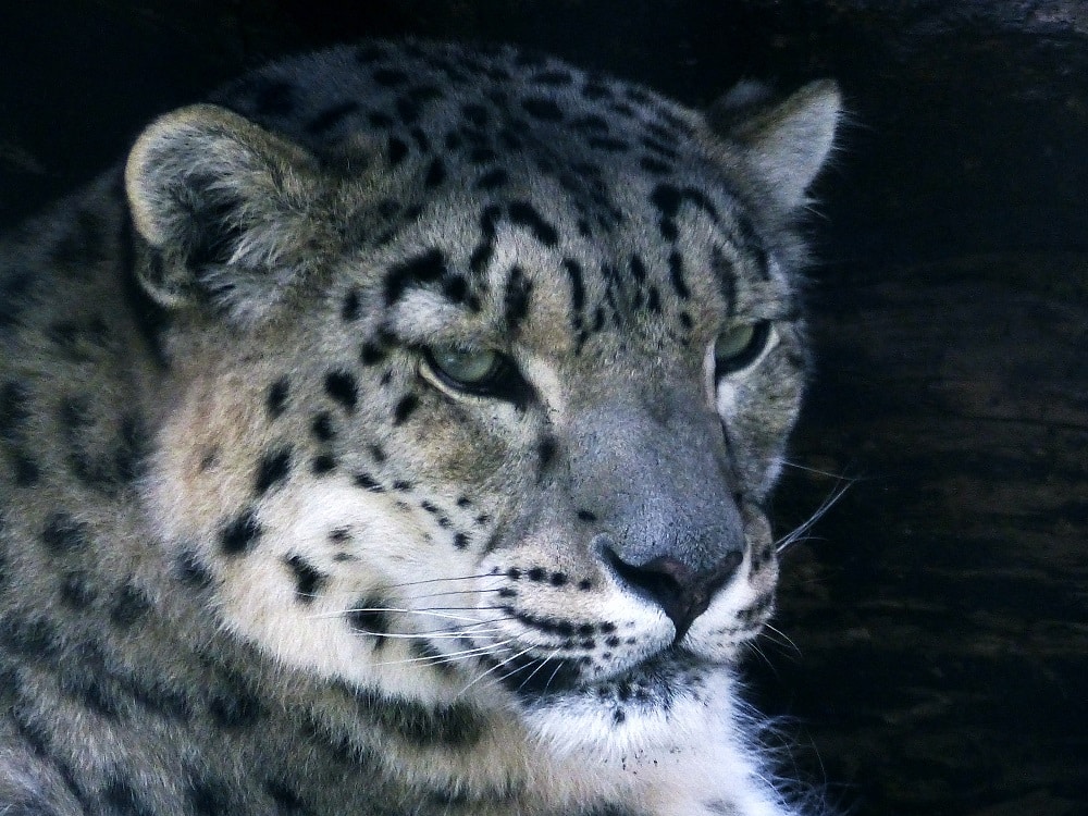 Snow Leopard Panthera Uncia Marwell Zoo Side View