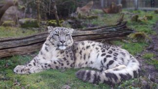 Warjun the snow leopard at Marwell Zoo