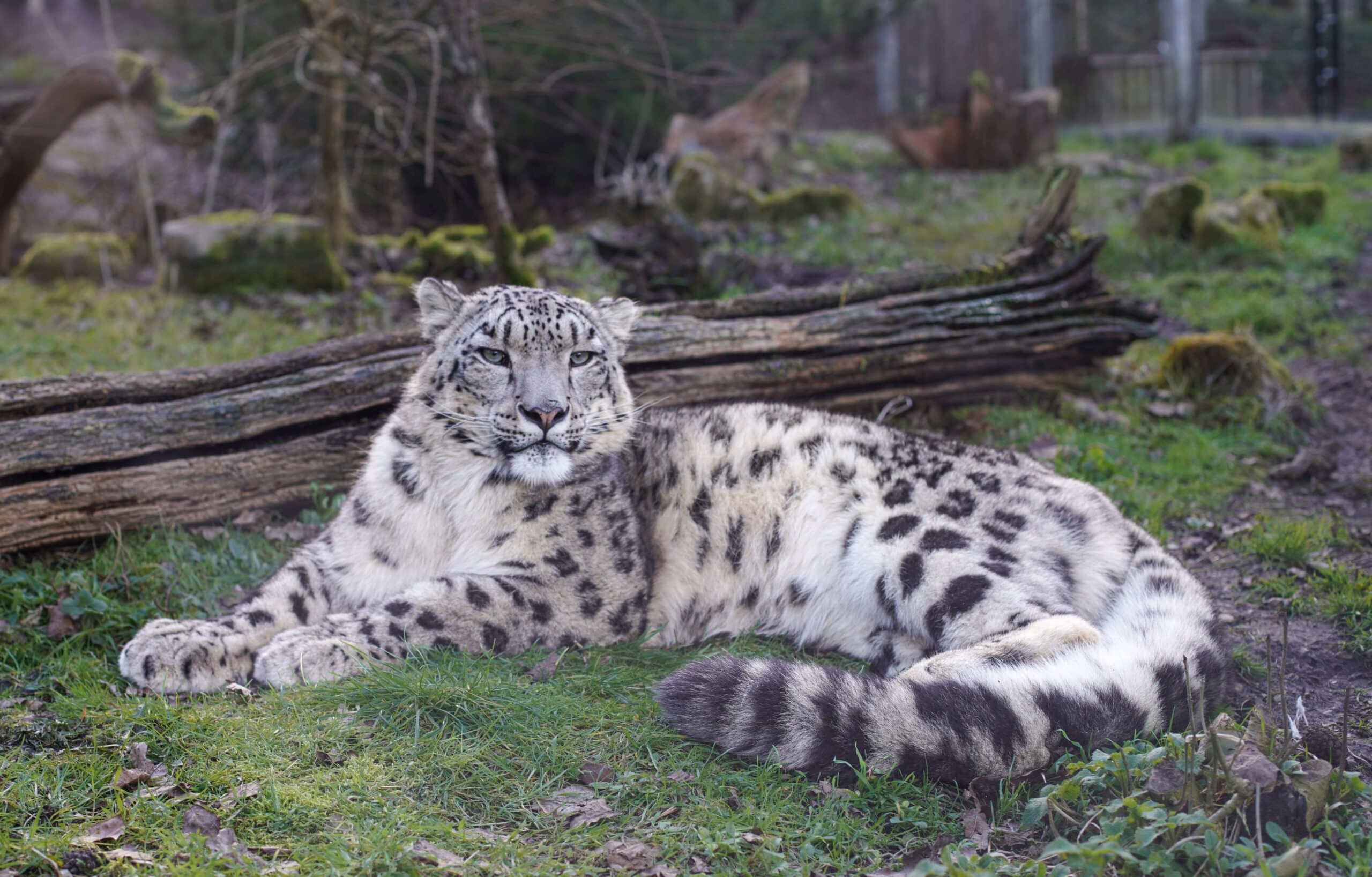 Warjun the snow leopard at Marwell Zoo