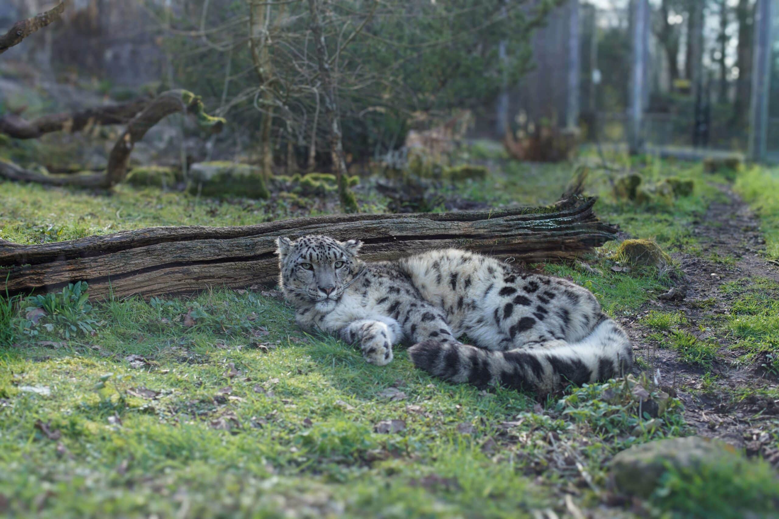 Warjun the snow leopard at Marwell Zoo