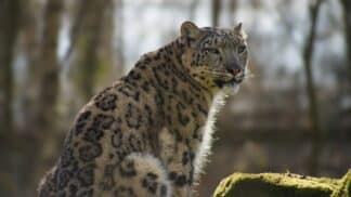 Zaya the snow leopard at Marwell Zoo