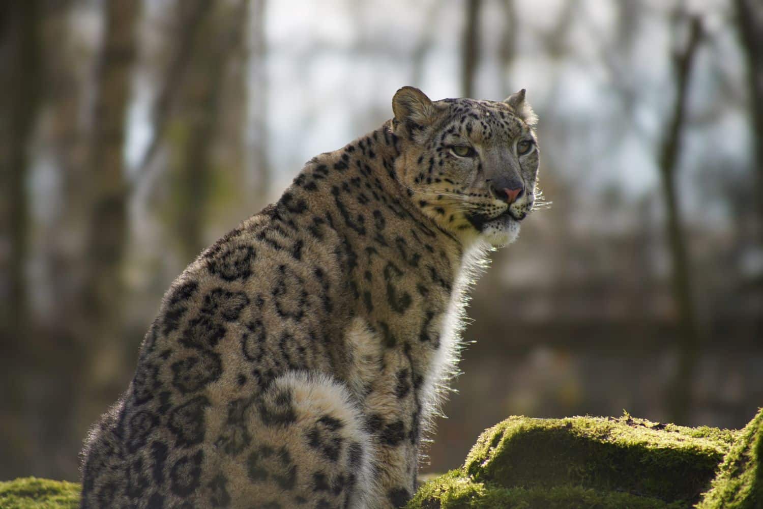 Zaya the snow leopard at Marwell Zoo
