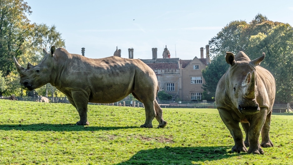 White Rhinoceros Ceratotherium Simum Marwell Zoo 1