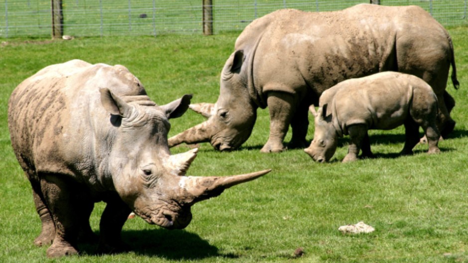 White Rhinoceros Ceratotherium Simum Marwell Zoo 3