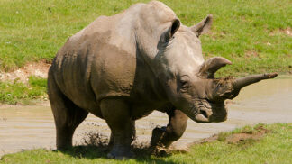 White Rhinoceros Ceratotherium Simum Marwell Zoo 5