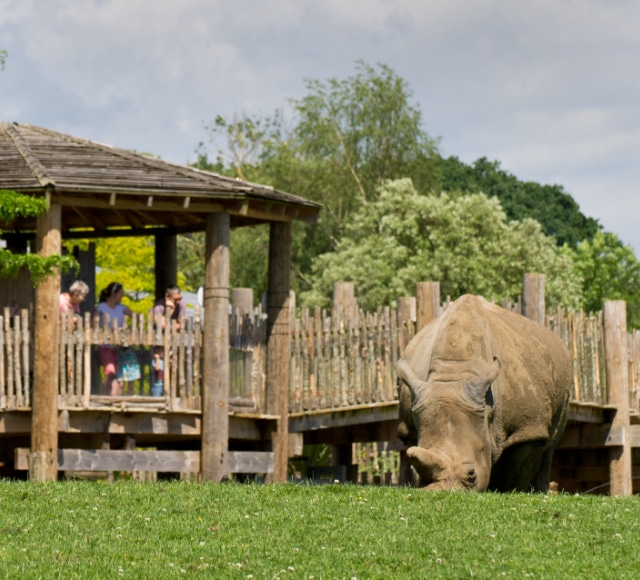 White Rhinoceros Ceratotherium Simum Marwell Zoo Mark Cartwright 2