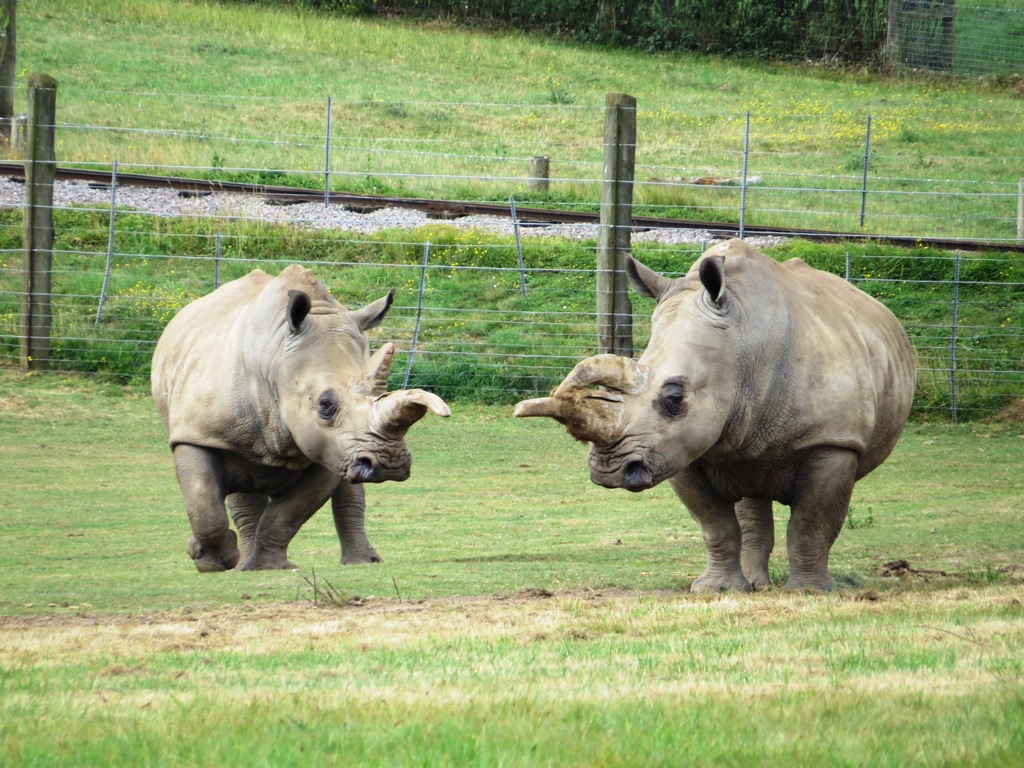 White Rhinoceros Ceratotherium Simum Marwell Zoo Kiri And Sula 1024