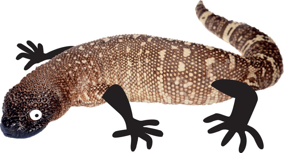 beaded-lizard