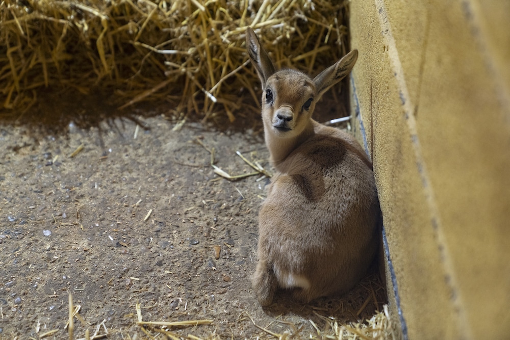 Dorcas Gazelle Baby At Marwell Zoo 2