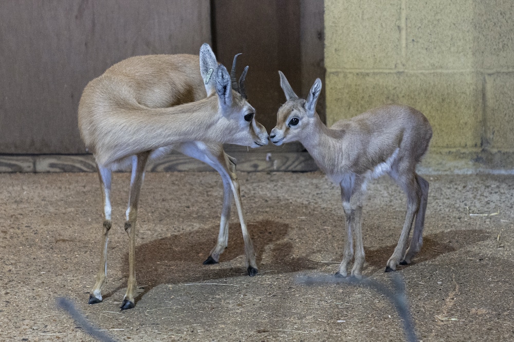 Dorcas Gazelle Fawn At Marwell Zoo 1