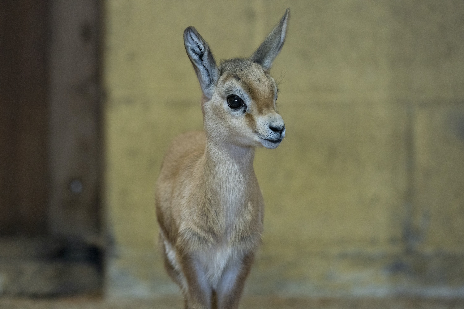 Dorcas Gazelle Fawn At Marwell Zoo 4 2