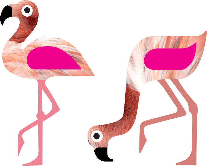 Greater Flamingo 2 2