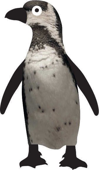 humbolt-penguin