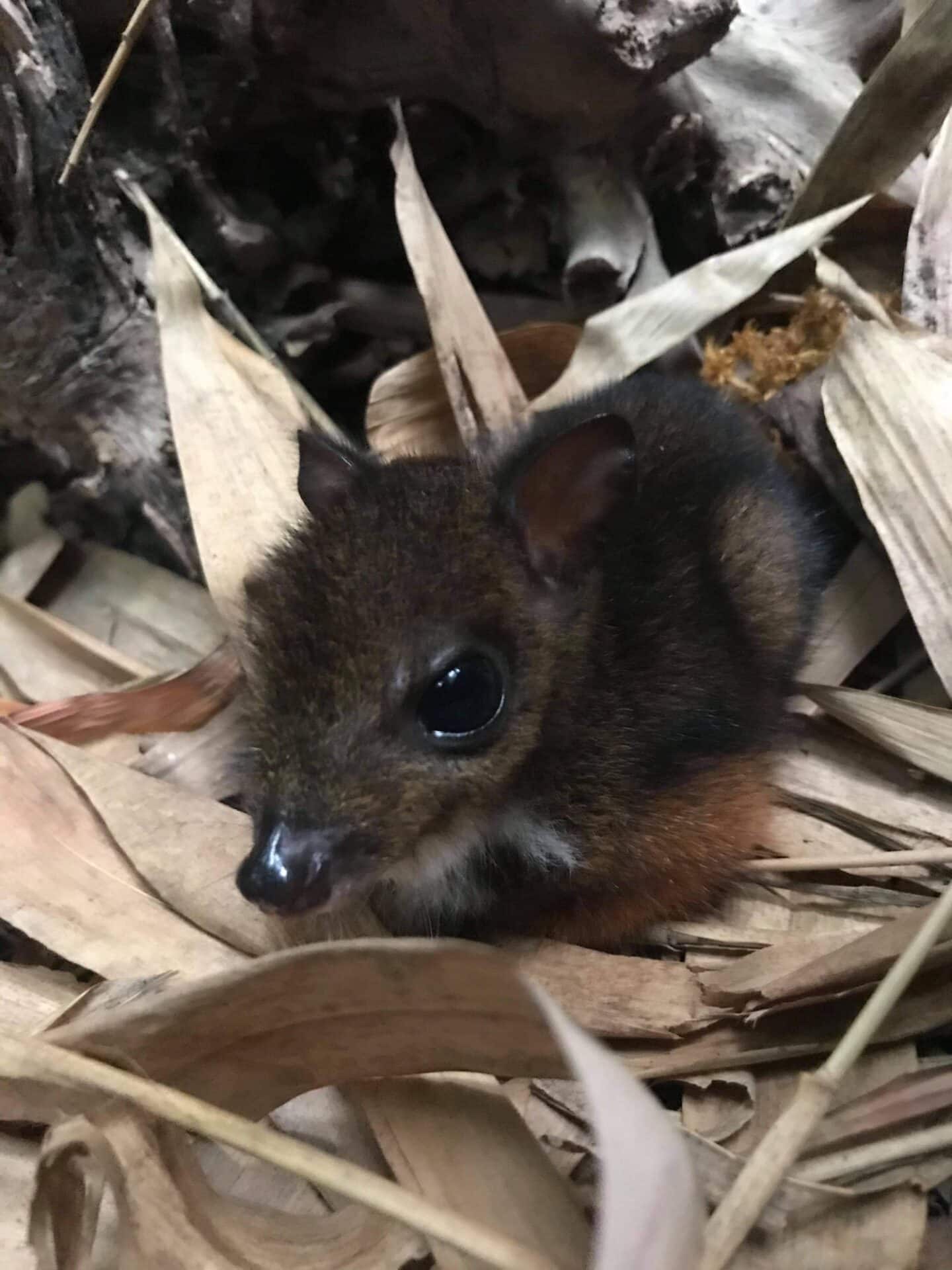 Marwell Zoo Javan Chevrotain Fawn Born 2