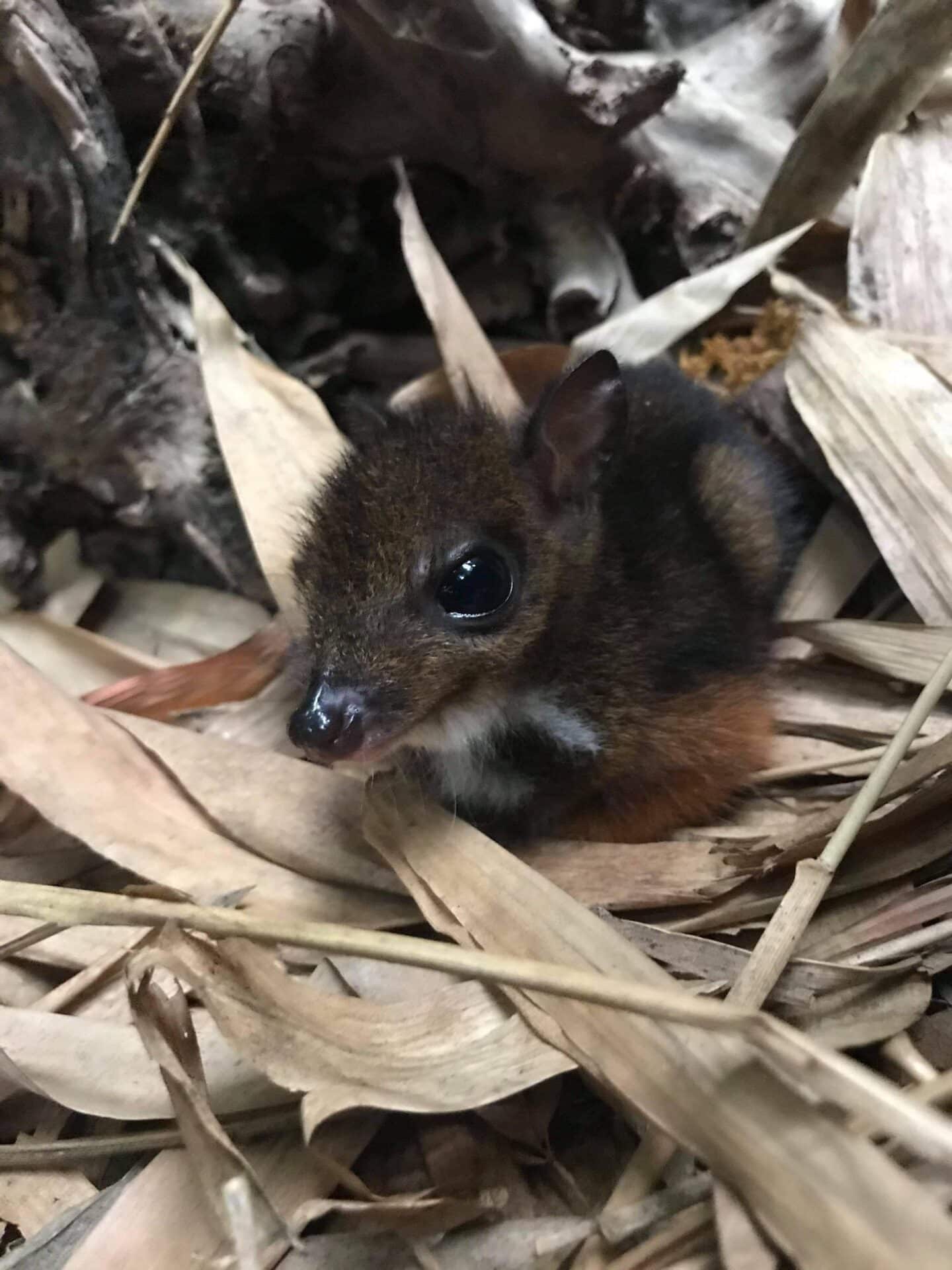 Marwell Zoo Javan Chevrotain Fawn Born 3