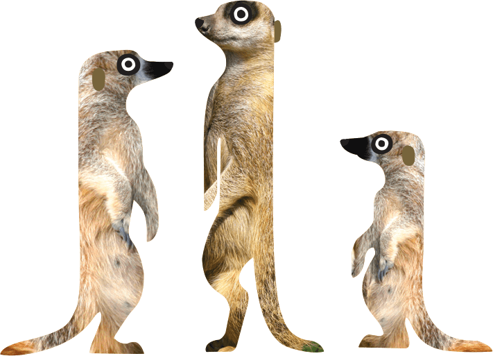 meerkats