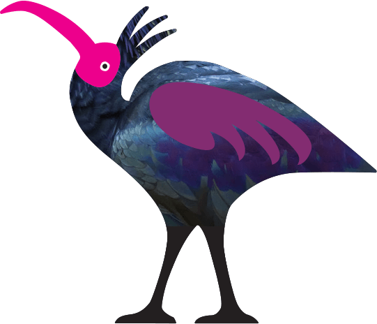 northern-bald-ibis.png