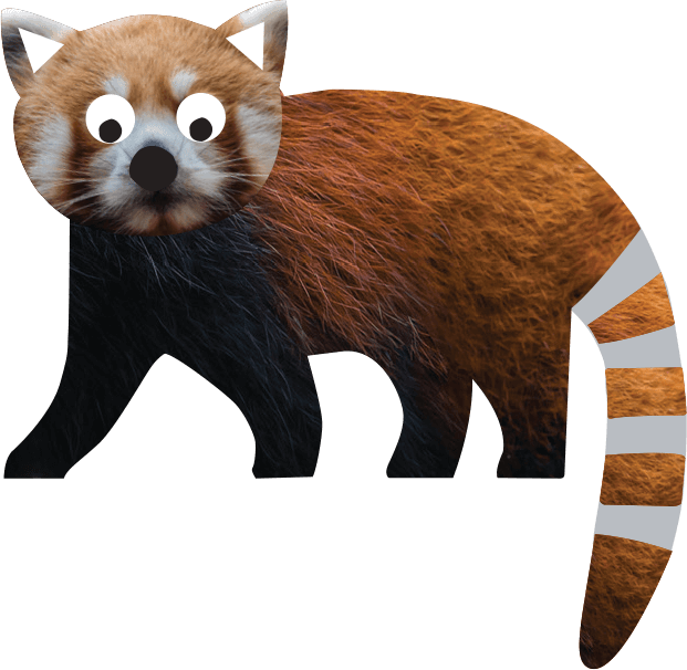 Red Panda - Ailurus fulgens | Marwell Zoo