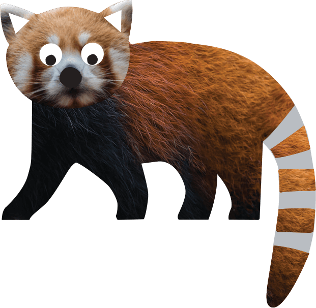 red-panda