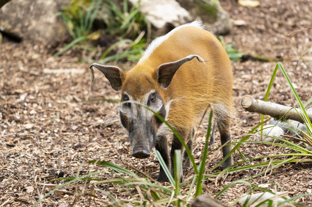 Copyright Marwell Wildlife Jason Brown Marwell Wildlife Www Marwell Org Uk